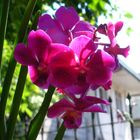 orchids in bloom