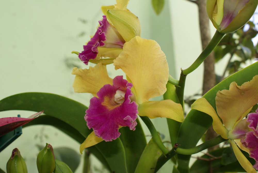 orchids in my garden
