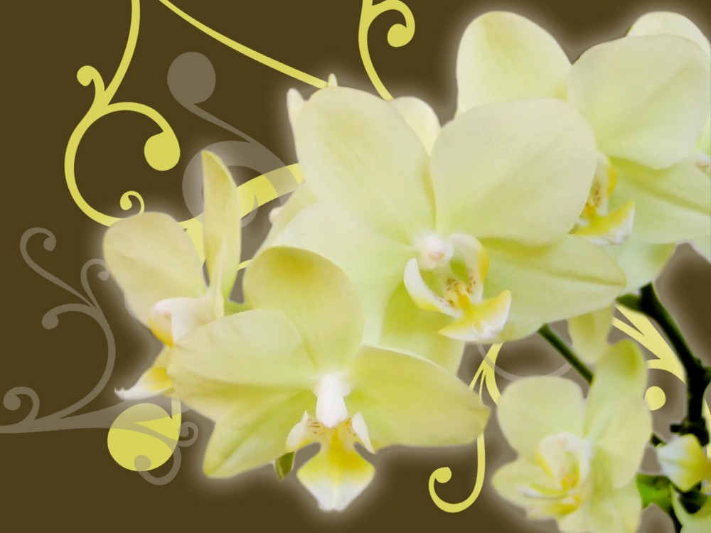 Orchids limelight