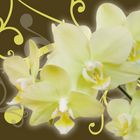 Orchids limelight