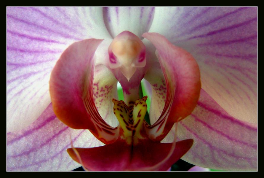 orchids macro