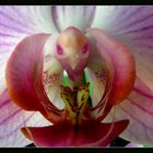 orchids macro