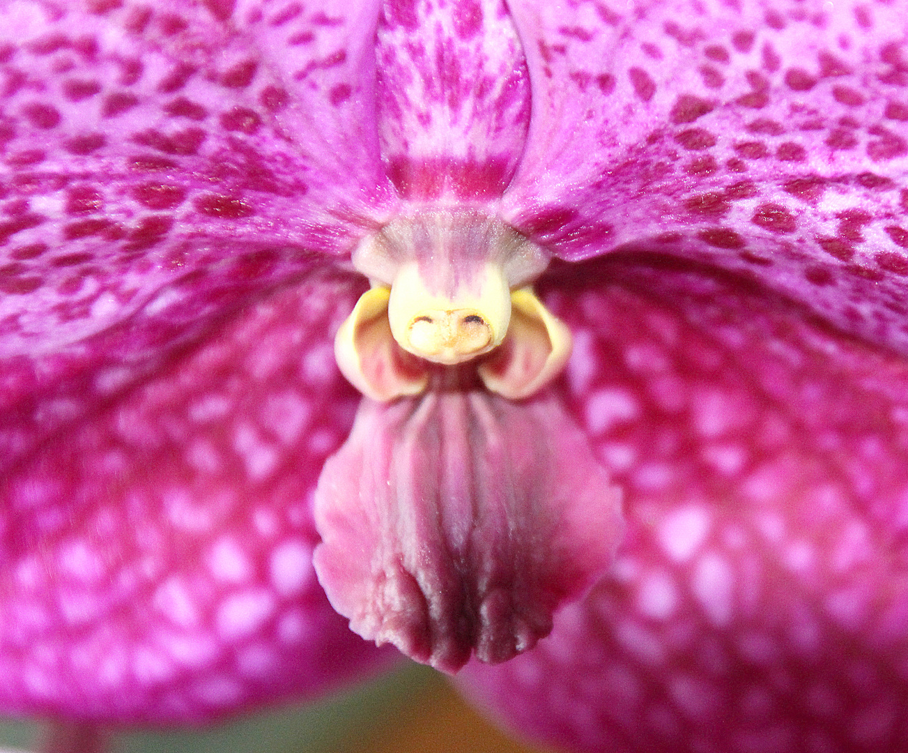 ORCHID´S SEPAL