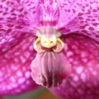 ORCHID´S SEPAL