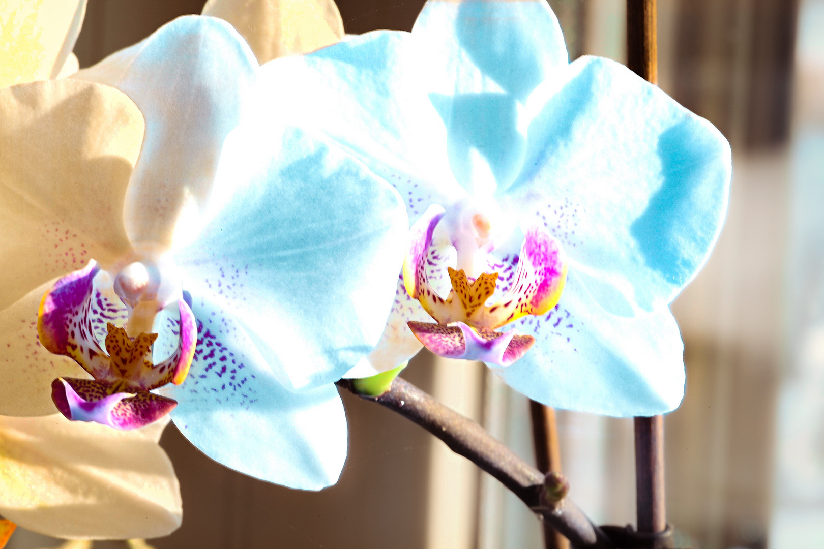 Orchids#2