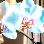 Orchids#2
