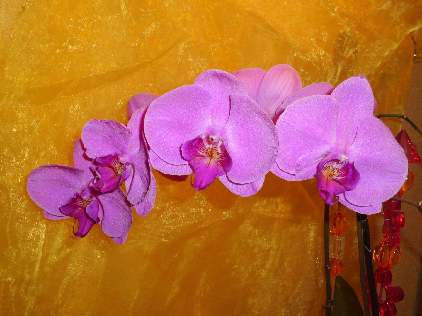 Orchiedee