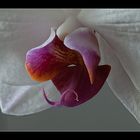 Orchiedetail