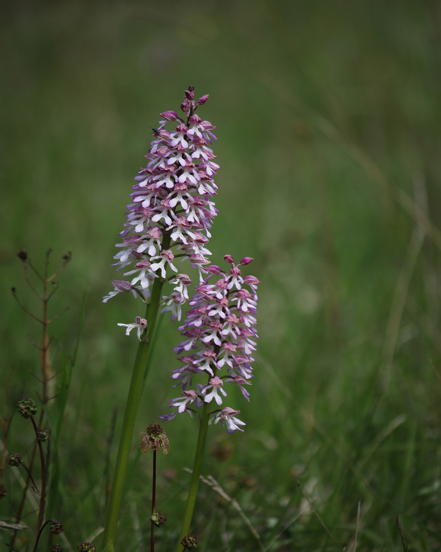 Orchis