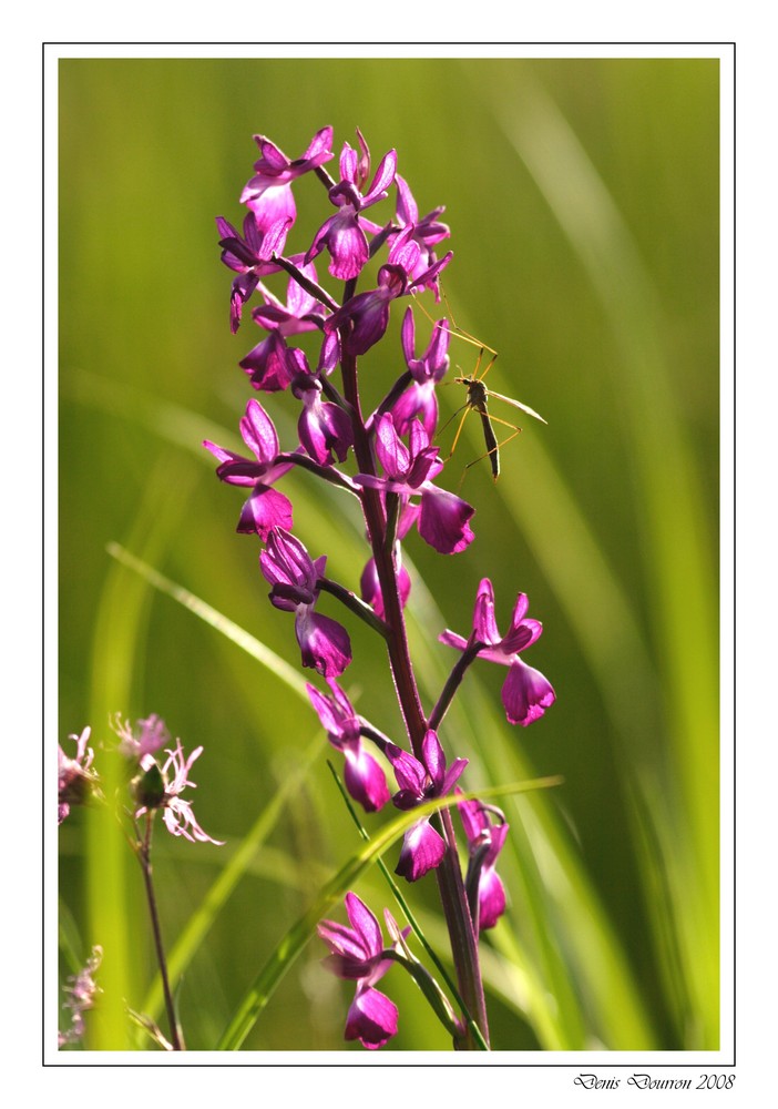 Orchis à fleurs lâches (1)