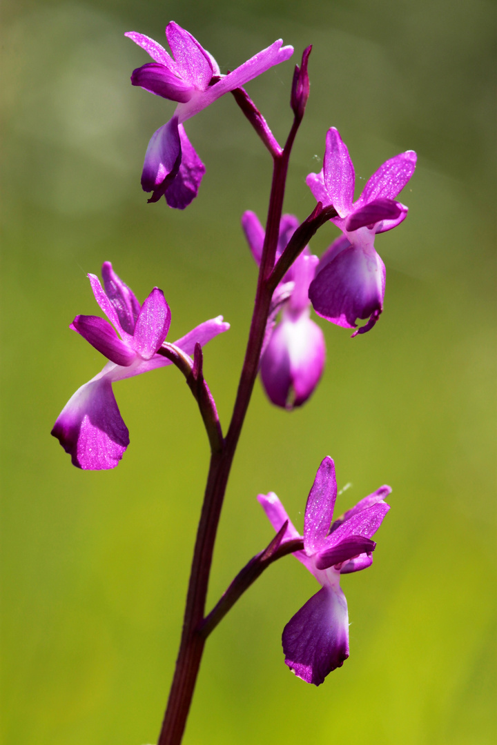 Orchis à fleurs lâches (Sud gironde)