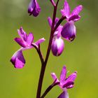 Orchis à fleurs lâches (Sud gironde)