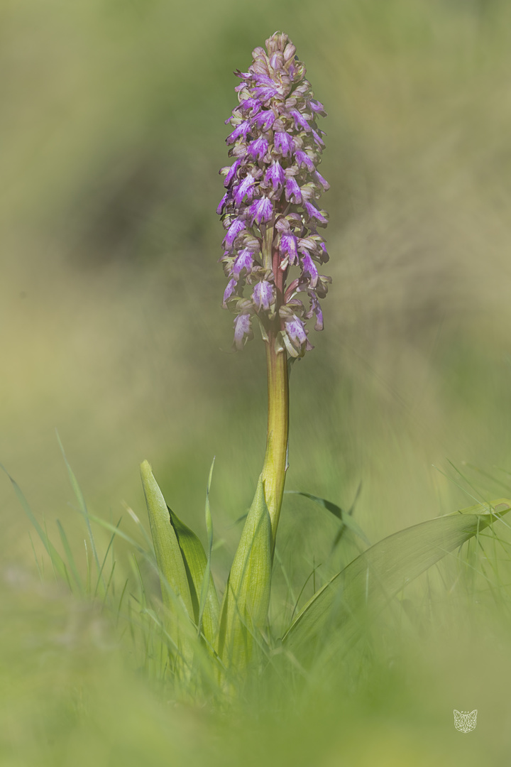 orchis à longue bractées