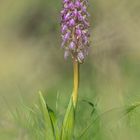 orchis à longue bractées