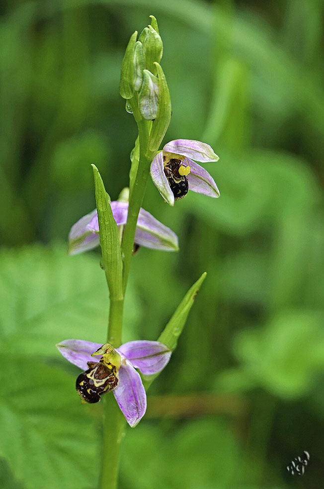 Orchis Abeille 