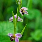 Orchis Abeille 