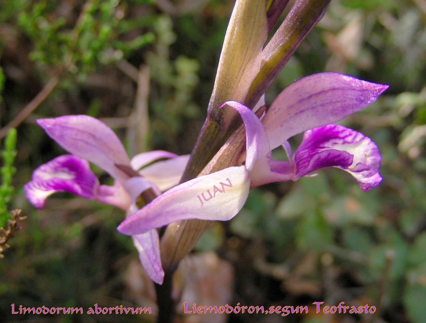 Orchis abortiva