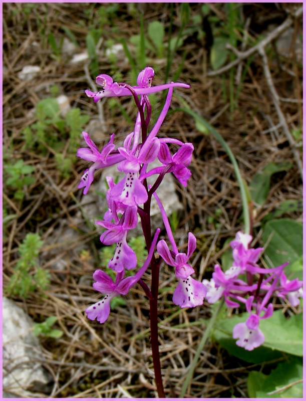 Orchis anatolica