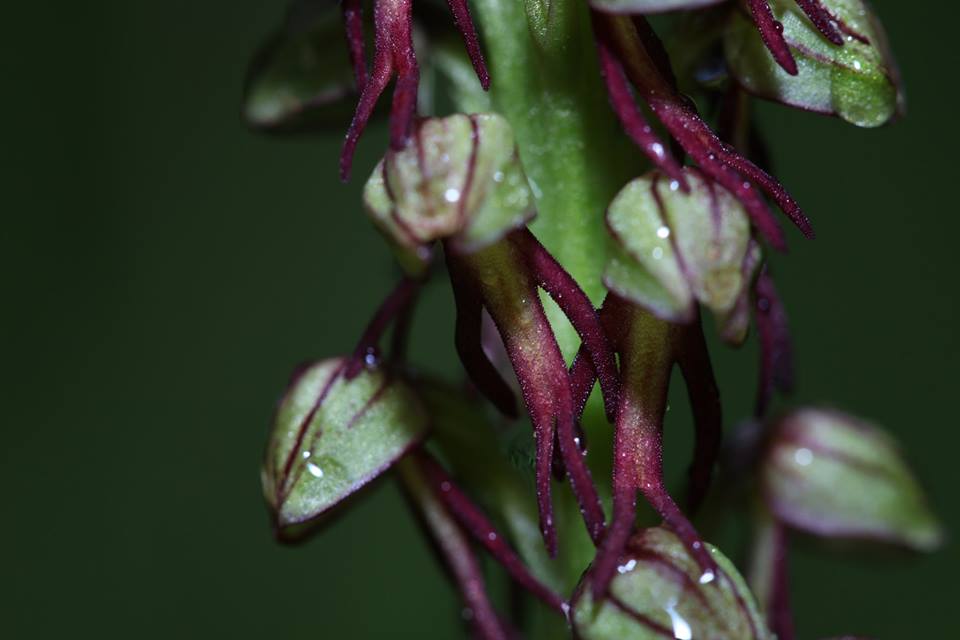 Orchis anthropophora.