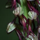 Orchis anthropophora.