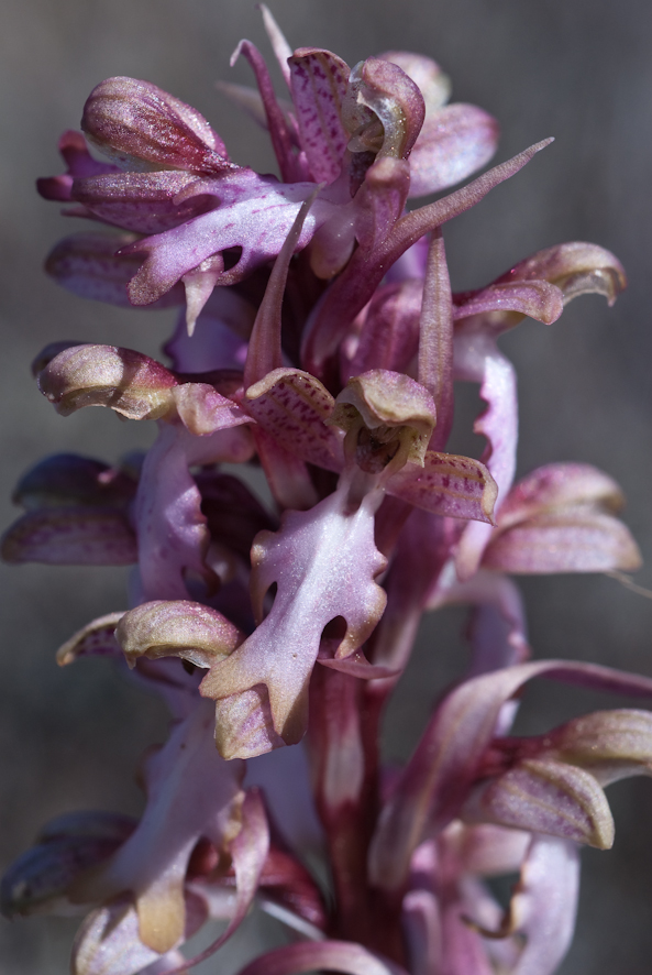 Orchis Barlia