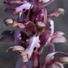 Orchis Barlia