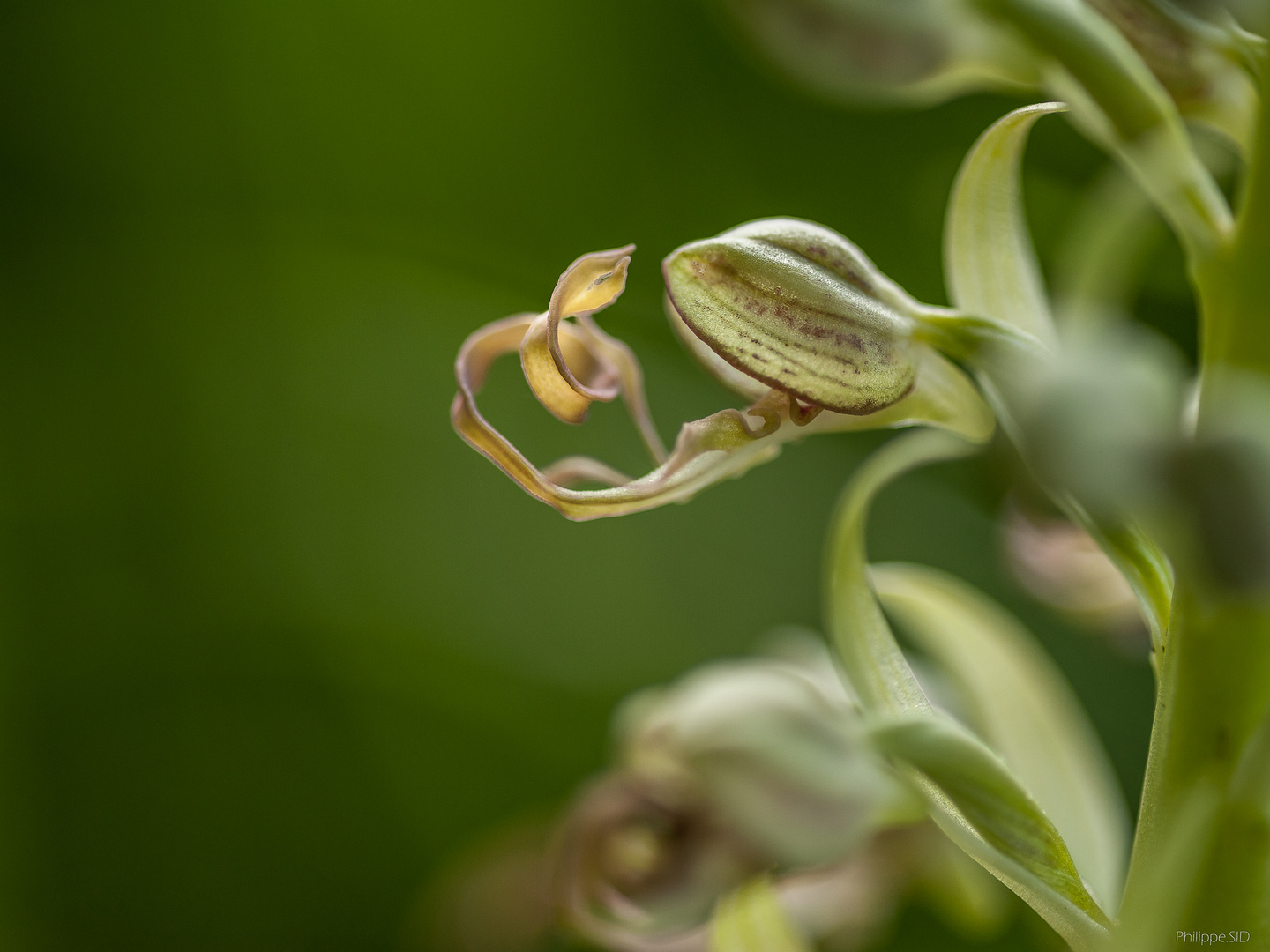 ORCHIS BOUC