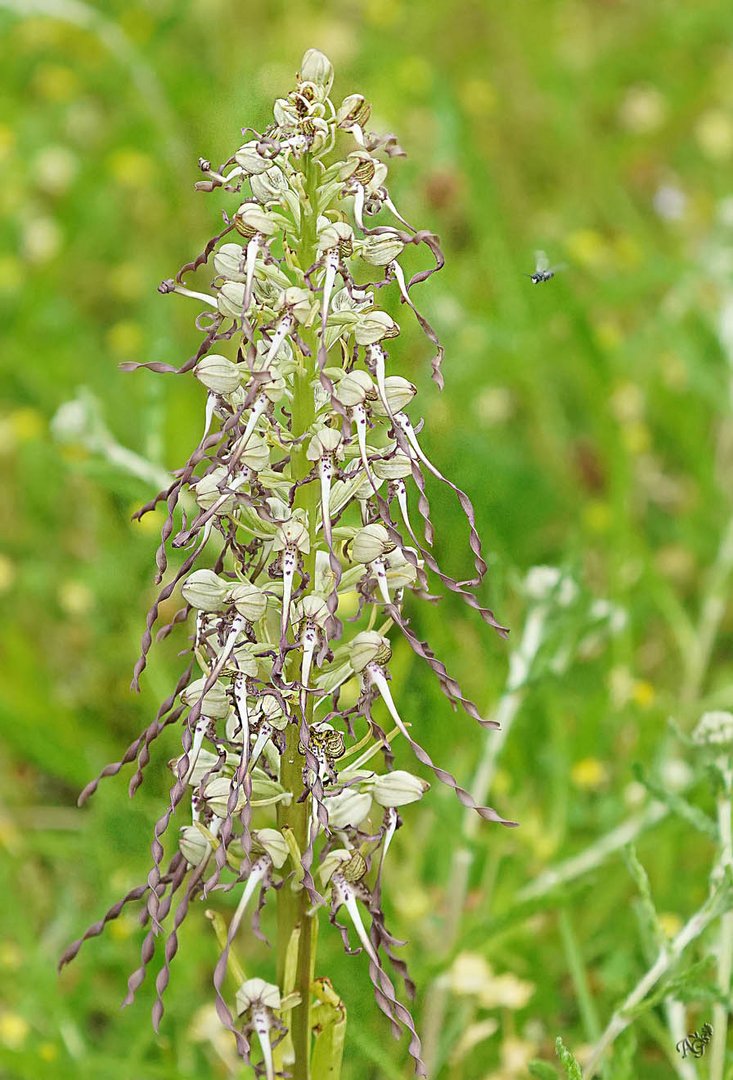 Orchis bouc