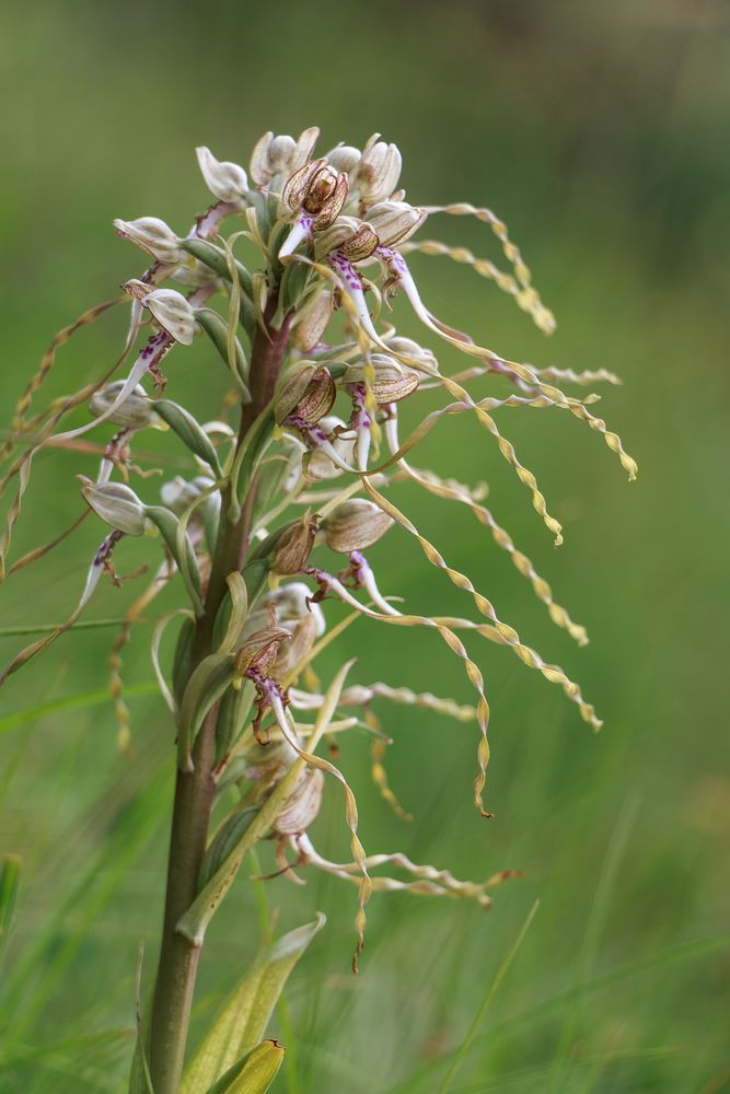 Orchis bouc