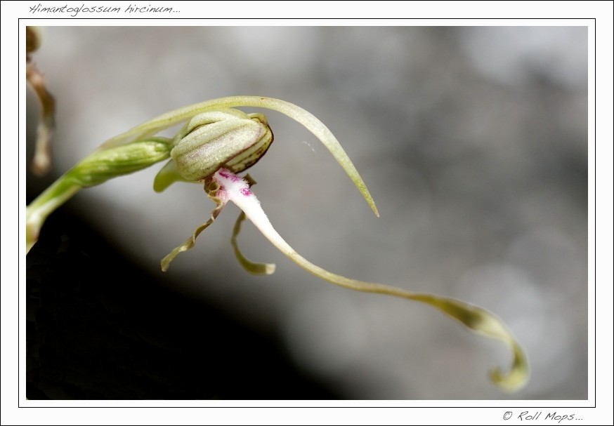 Orchis bouc...