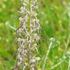 Orchis bouc avec ces rubans qui flottent dans l'air