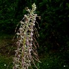 Orchis bouc - Himantoglossum hircinum 