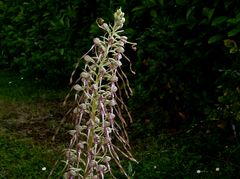 Orchis bouc - Himantoglossum hircinum 