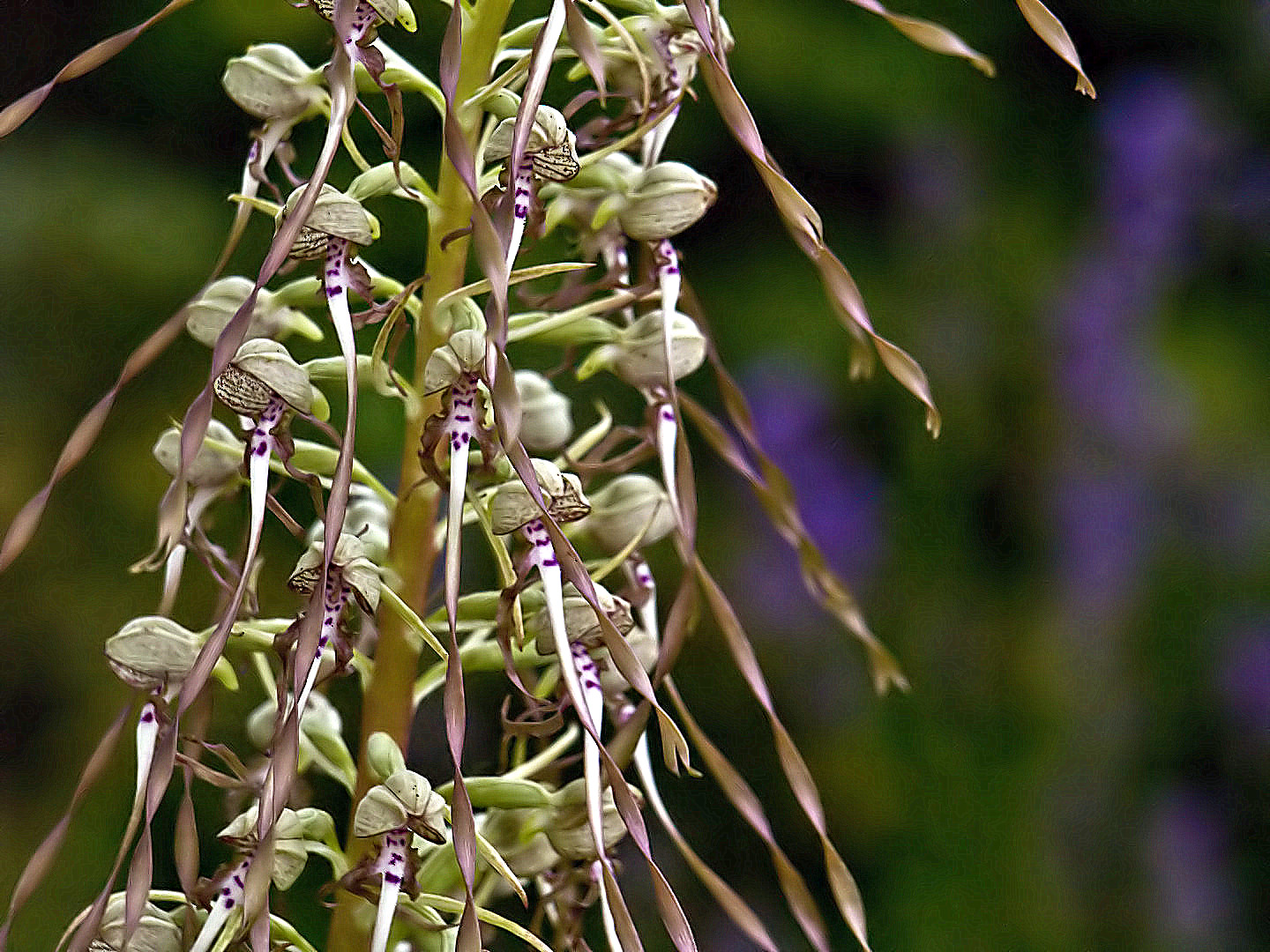 Orchis bouc - Himantoglossum hircinum  - Bocks Riemenzunge (Bocksorchis)