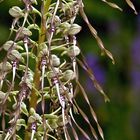 Orchis bouc - Himantoglossum hircinum  - Bocks Riemenzunge (Bocksorchis)