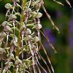 Orchis bouc - Himantoglossum hircinum  - Bocks Riemenzunge (Bocksorchis)
