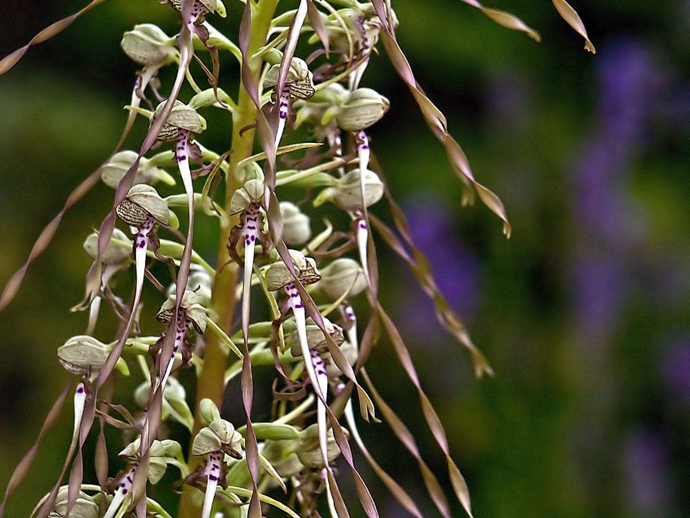Orchis bouc - Himantoglossum hircinum  - Bocks Riemenzunge (Bocksorchis)