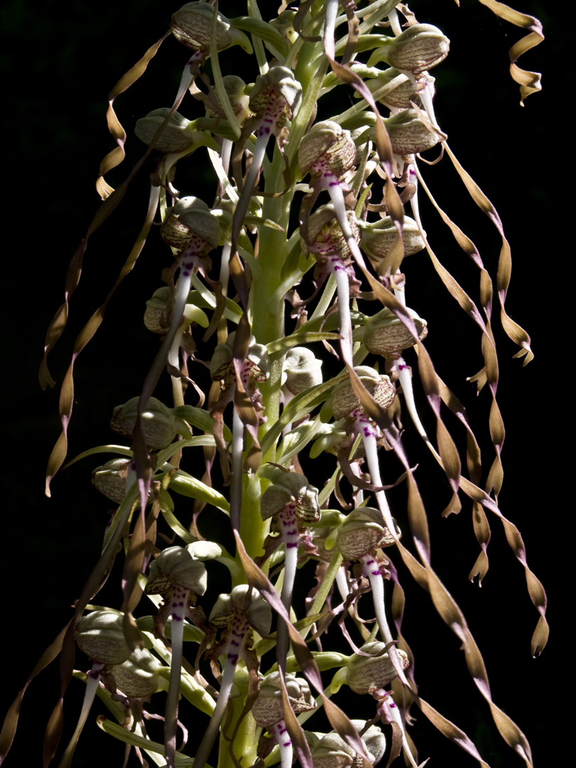 Orchis bouc - Himantoglossum hircinum - Bocks Riemenzunge (Bocksorchis)