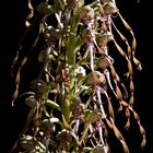 Orchis bouc - Himantoglossum hircinum - Bocks Riemenzunge (Bocksorchis)