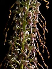 Orchis bouc - Himantoglossum hircinum - Bocks Riemenzunge (Bocksorchis)