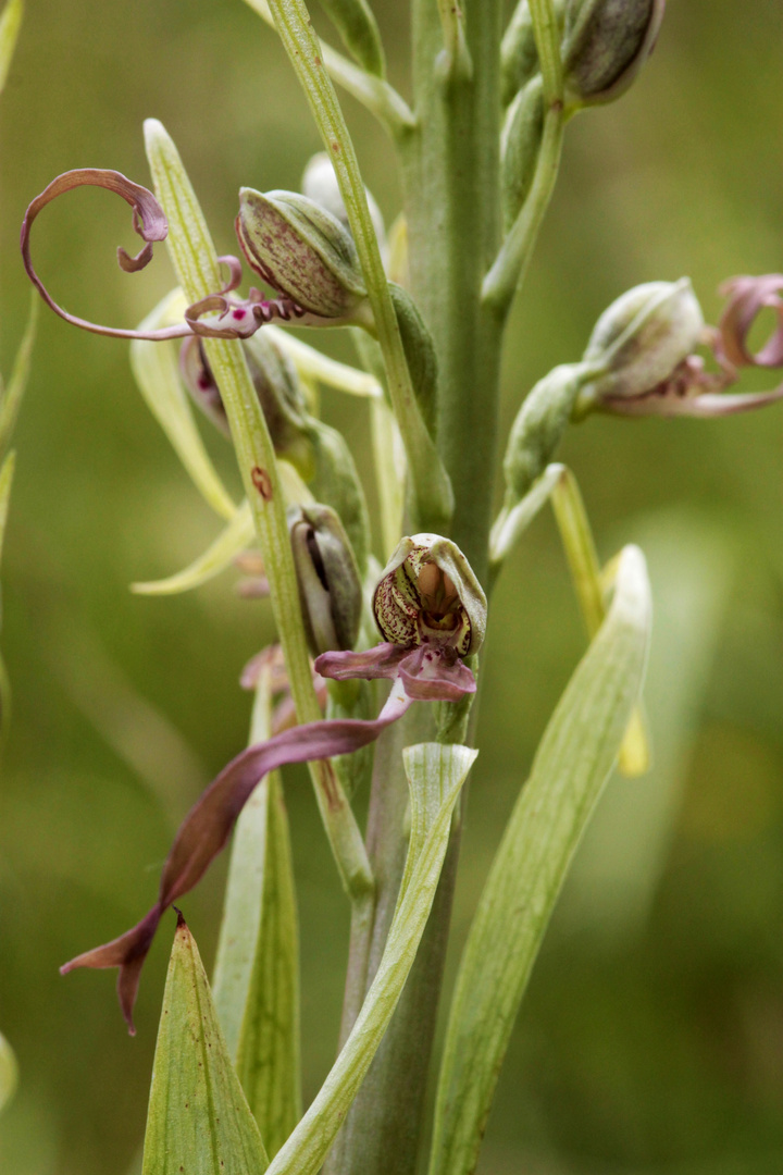 Orchis bouc (sud gironde)