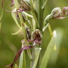 Orchis bouc (sud gironde)