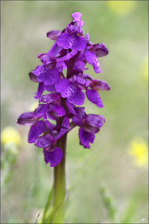 Orchis bouffon 