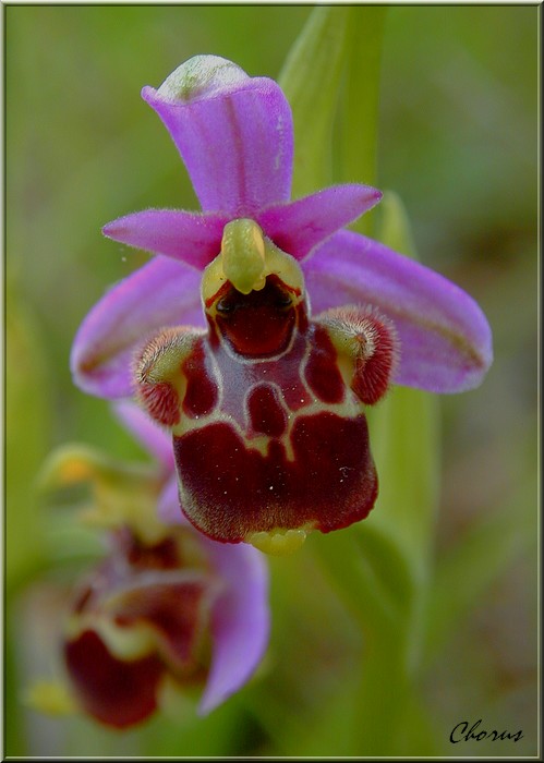 Orchis Bourdon