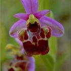 Orchis Bourdon