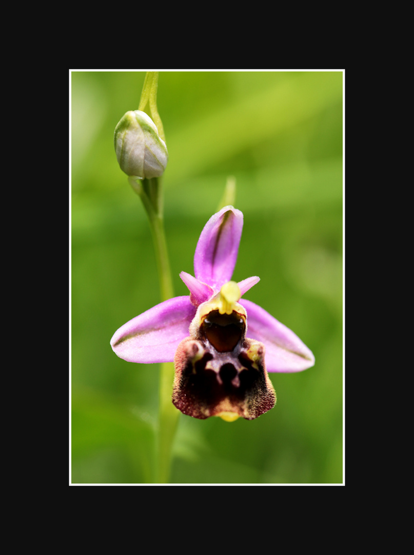 Orchis bourdon