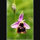 Orchis bourdon