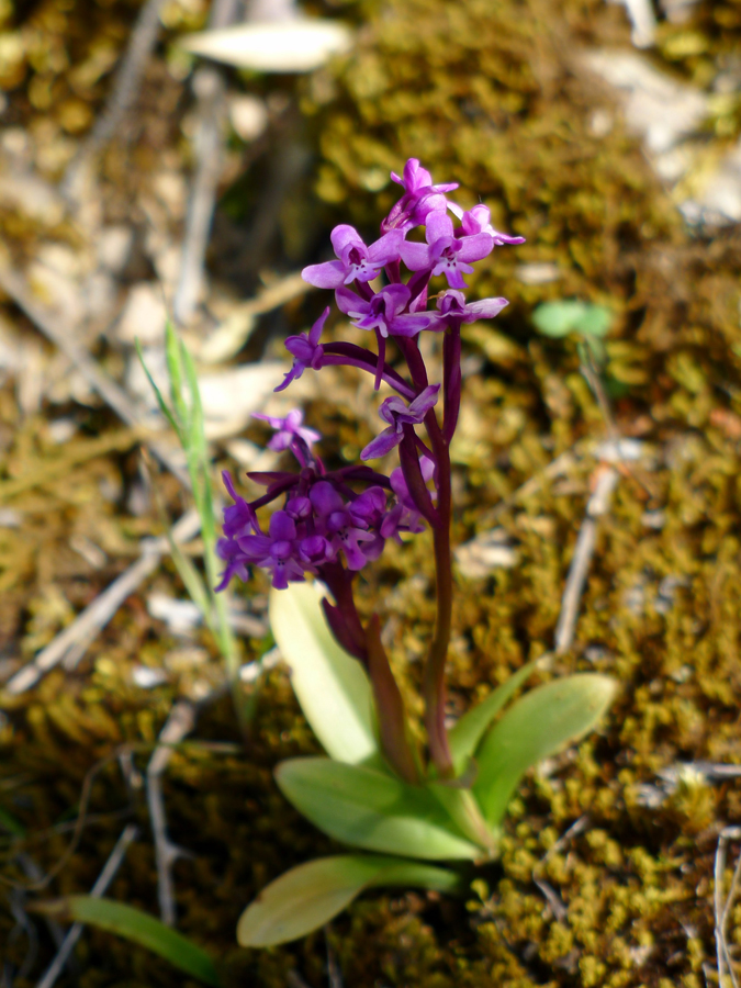 Orchis brancifortii