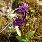 Orchis brancifortii