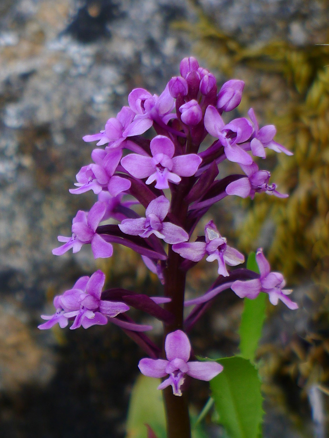 Orchis brancifortii II